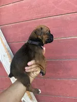 Black, a male Boxer for sale in Newman, CA – 4 of 5