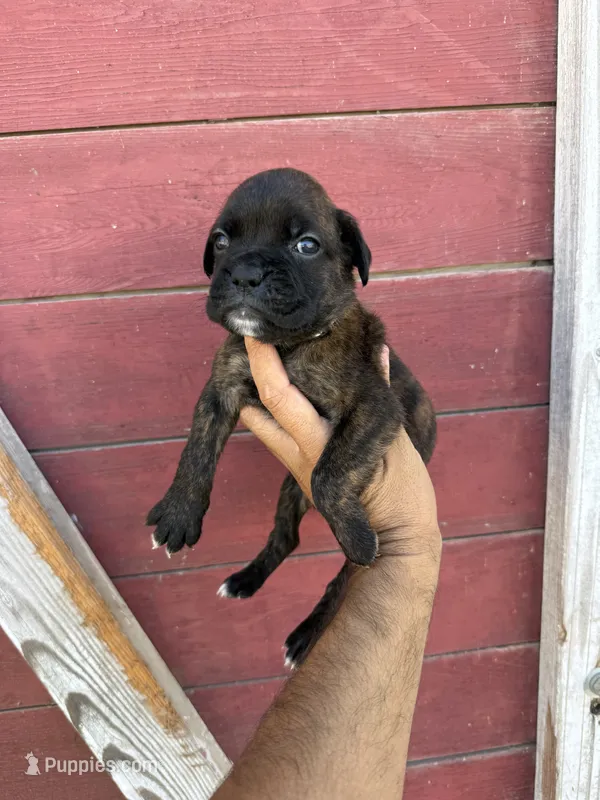 White – Boxer puppy for sale in Newman, CA