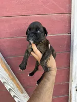 White, a male Boxer for sale in Newman, CA – 1 of 7