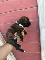 White, a male Boxer for sale in Newman, CA – 7 of 7