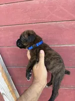 Blue, a male Boxer for sale in Newman, CA – 2 of 4