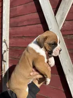 Fawn, a male Boxer for sale in Gustine, CA – Photo 3 of 3