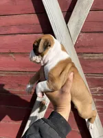 Fawn, a male Boxer for sale in Gustine, CA – Photo 2 of 3