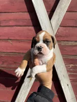 Fawn, a male Boxer for sale in Gustine, CA – Photo 1 of 3