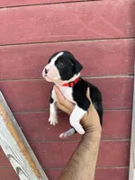Red, a male Boxer for sale in Newman, CA – 2 of 5
