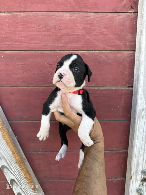 Red – Boxer puppy for sale in Newman, CA