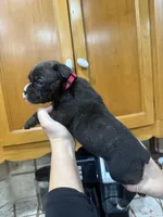 Boxer , a female Boxer for sale in Gustine, CA – Photo 3 of 3