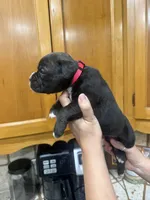 Boxer , a female Boxer for sale in Gustine, CA – Photo 2 of 3