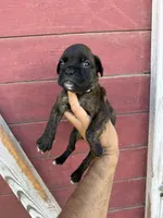 White, a male Boxer for sale in Newman, CA – 6 of 7