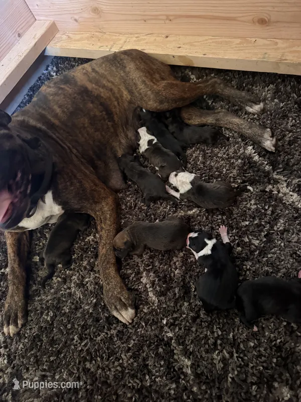 Brindle  – Boxer puppy for sale in Newman, CA