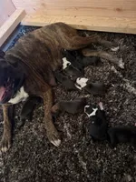 Brindle , a male Boxer for sale in Newman, CA – 1 of 1