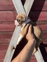 Boxer, a male Boxer for sale in Gustine, CA – Photo 3 of 4