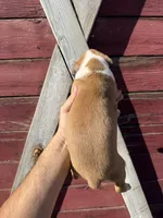 Boxer, a male Boxer for sale in Gustine, CA – Photo 4 of 4