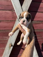 Boxer, a male Boxer for sale in Gustine, CA – Photo 1 of 4