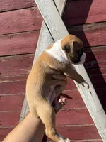 Boxer, a male Boxer for sale in Gustine, CA – Photo 2 of 4