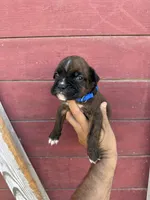 Blue, a male Boxer for sale in Newman, CA – 4 of 4