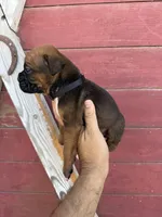 Black, a male Boxer for sale in Newman, CA – 2 of 5