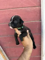 Green, a male Boxer for sale in Newman, CA – 2 of 4
