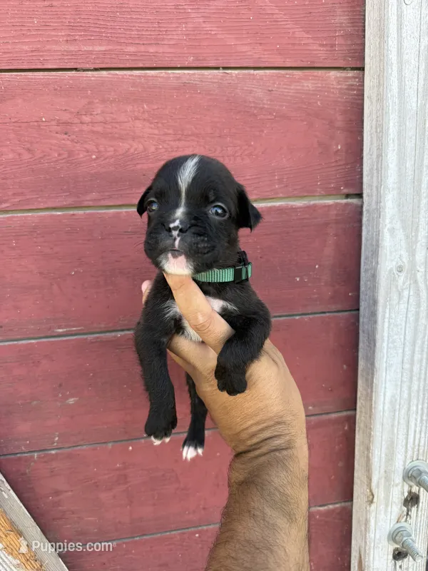 Green – Boxer puppy for sale in Newman, CA