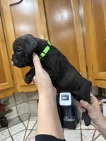 Boxer , a female Boxer for sale in Gustine, CA – Photo 2 of 3