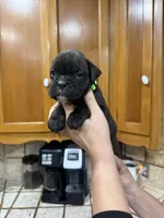 Boxer , a female Boxer for sale in Gustine, CA – Photo 1 of 3