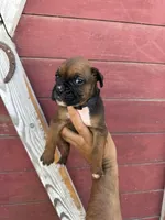Black, a male Boxer for sale in Newman, CA – 3 of 5