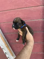 Blue, a male Boxer for sale in Newman, CA – 1 of 4