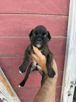 White, a male Boxer for sale in Newman, CA – 5 of 7