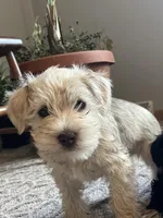 Bob , a male Miniature Schnauzer for sale in Mount Vernon, IL – Photo 3 of 7