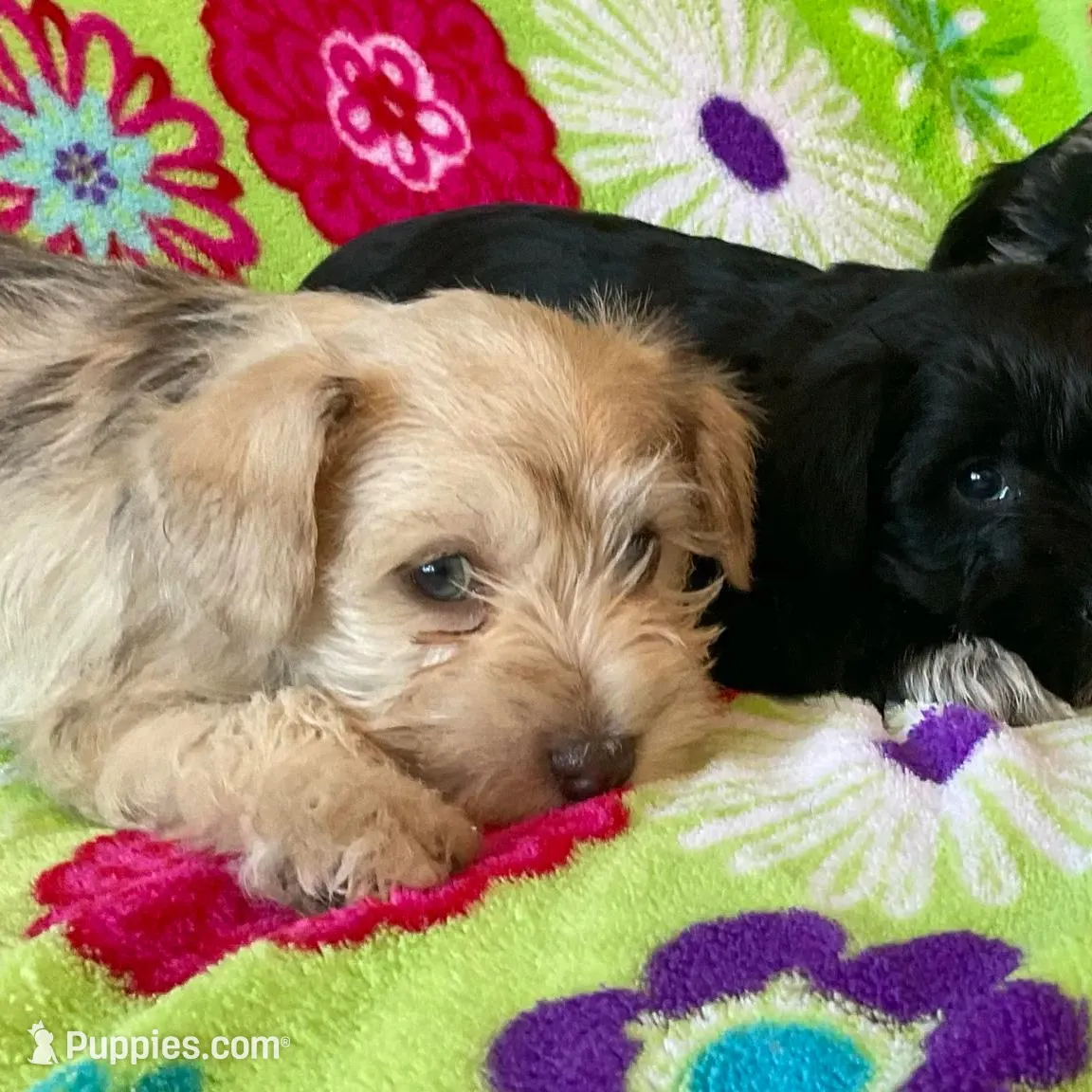 Bob , a male Miniature Schnauzer for sale in Mount Vernon, IL – Photo 2 of 7