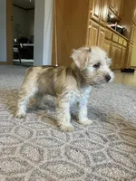 Bob , a male Miniature Schnauzer for sale in Mount Vernon, IL – Photo 7 of 7