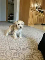 Bob , a male Miniature Schnauzer for sale in Mount Vernon, IL – Photo 5 of 7