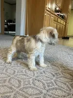 Bob , a male Miniature Schnauzer for sale in Mount Vernon, IL – Photo 6 of 7