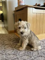 Bob , a male Miniature Schnauzer for sale in Mount Vernon, IL – Photo 4 of 7