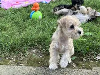 Zoey, a female Miniature Schnauzer for sale in Mount Vernon, IL – 7 of 9