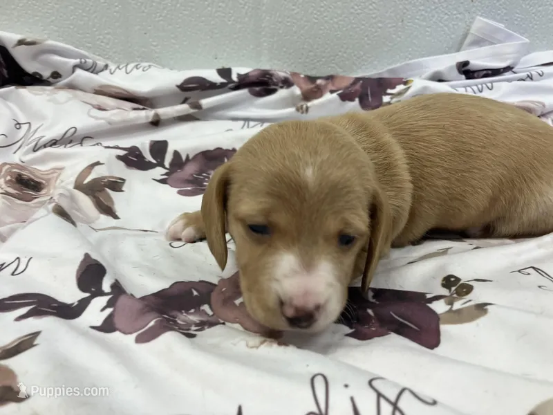Madison – Miniature Dachshund puppy for sale in Mount Vernon, IL
