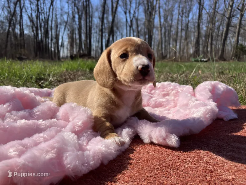 Madison – Miniature Dachshund puppy for sale in Mount Vernon, IL