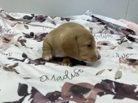 Madison, a female Miniature Dachshund for sale in Mount Vernon, IL – Photo 5 of 9