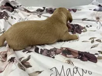 Madison, a female Miniature Dachshund for sale in Mount Vernon, IL – Photo 7 of 9