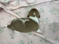 Misty, a female Miniature Dachshund for sale in Mount Vernon, IL – Photo 8 of 8