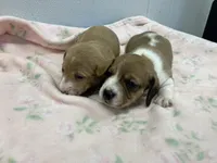 Madison, a female Miniature Dachshund for sale in Mount Vernon, IL – Photo 3 of 9