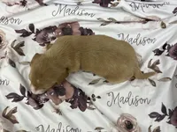 Madison, a female Miniature Dachshund for sale in Mount Vernon, IL – Photo 9 of 9