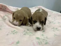 Misty, a female Miniature Dachshund for sale in Mount Vernon, IL – Photo 5 of 8