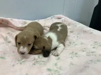 Madison, a female Miniature Dachshund for sale in Mount Vernon, IL – Photo 2 of 9