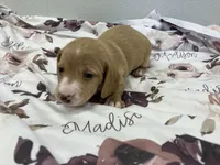 Madison, a female Miniature Dachshund for sale in Mount Vernon, IL – Photo 6 of 9