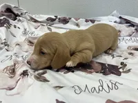 Madison, a female Miniature Dachshund for sale in Mount Vernon, IL – Photo 4 of 9