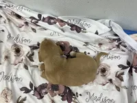 Madison, a female Miniature Dachshund for sale in Mount Vernon, IL – Photo 8 of 9