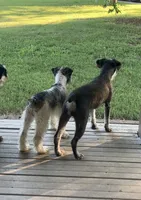 Zoey, a female Miniature Schnauzer for sale in Mount Vernon, IL – 6 of 6