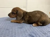 Franklin , a male Miniature Dachshund for sale in Mount Vernon, IL – 2 of 8