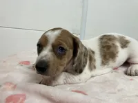 Zippy, a female Miniature Dachshund for sale in Mount Vernon, IL – 7 of 10